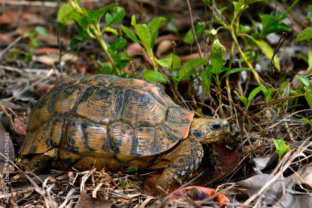 Glattrand-Gelenkschildkröte // Bell's hinge-back tortoise (Kinixys belliana) Glattrand-Gelenkschildkröte // Bell's hinge-back tortoise (Kinixys belliana)