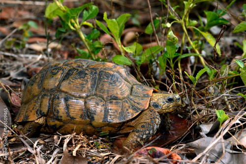 Glattrand-Gelenkschildkröte // Bell's hinge-back tortoise (Kinixys belliana)