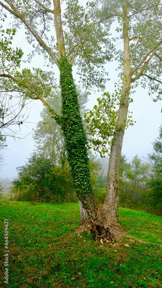 Fototapeta premium ARBRE BORD DU RHÔNE SABLONS ISERE