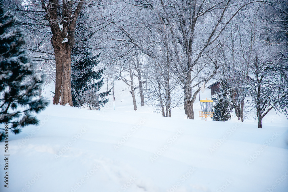 snow covered trees in disc golf park