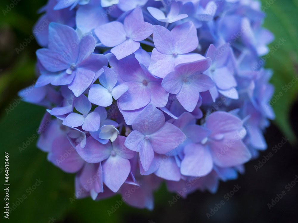 Close up macro of perfect pink blue Hydrangea flower, Hydrangea macrophylla blooming in a garden. Beautiful blossom hortensia flowers in bloom. Selective focus Close up macro of perfect pink blue Hydrangea flower, Hydrangea macrophylla blooming in a garden. Beautiful blossom hortensia flowers in bloom. Selective focus