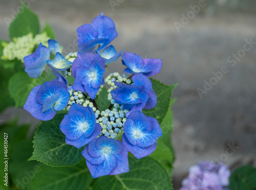 Close up vivid blue Hydrangea flower  Hydrangea macrophylla blooming in a garden. Beautiful blossom hortensia flowers in bloom. Selective focus  copy space