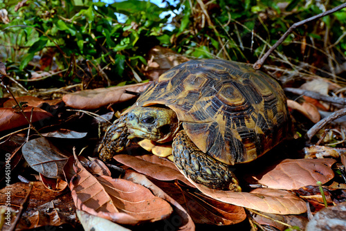 Bell's hinge-back tortoise // Glattrand-Gelenkschildkröte (Kinixys belliana)