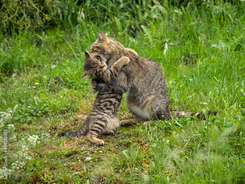 Scottish Wildcat Kitten and Mother Playing in Grass © Stephan Morris 