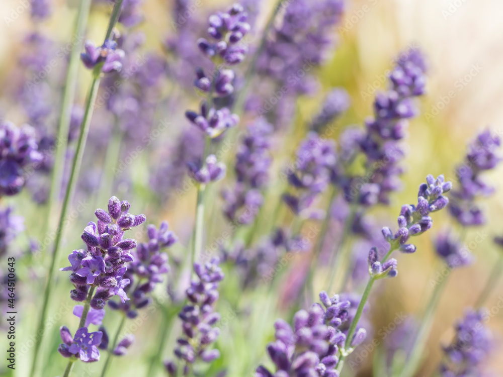 Close up Lavandula angustifolia, Levander floral pattern, bunch of flowers in bloom, purple lilac scented flowering plant on green bokeh background, selective focus Close up Lavandula angustifolia, Levander floral pattern, bunch of flowers in bloom, purple lilac scented flowering plant on green bokeh background, selective focus