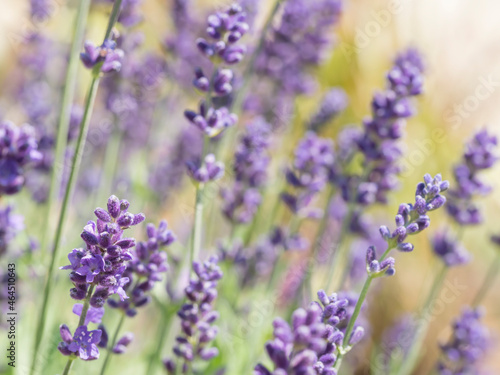 Close up Lavandula angustifolia  Levander floral pattern  bunch of flowers in bloom  purple lilac scented flowering plant on green bokeh background  selective focus