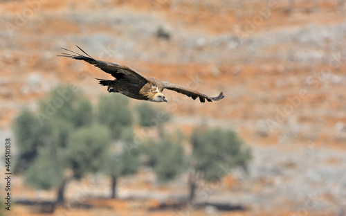 Griffon Vulture (Gyps fulvus), Crete