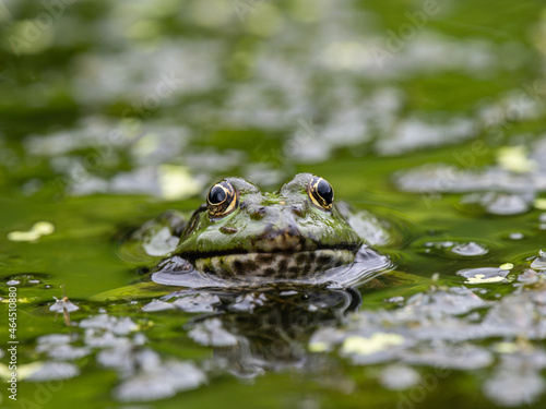 Marsh frog Head in water