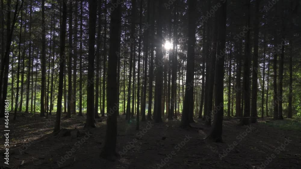 Beim sonnigen Wetter im Wald die Natur genießen. Beim sonnigen Wetter im Wald die Natur genießen.