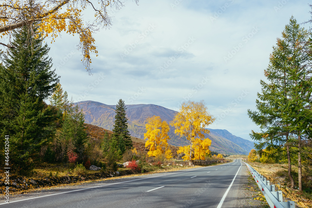 Fototapeta premium Colorful autumn landscape with birch tree with yellow leaves in sunshine near mountain highway. Bright alpine scenery with mountain road and trees in autumn colors. Highway in mountains in fall time.