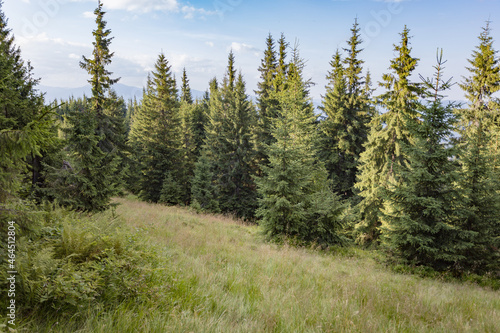 large Christmas tree trees growing on mountain slopes