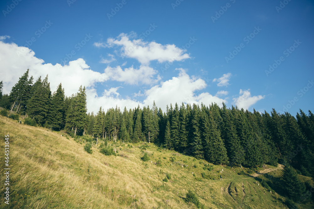 tall and large trees in the mountains. walk on mountain tops. active summer vacation