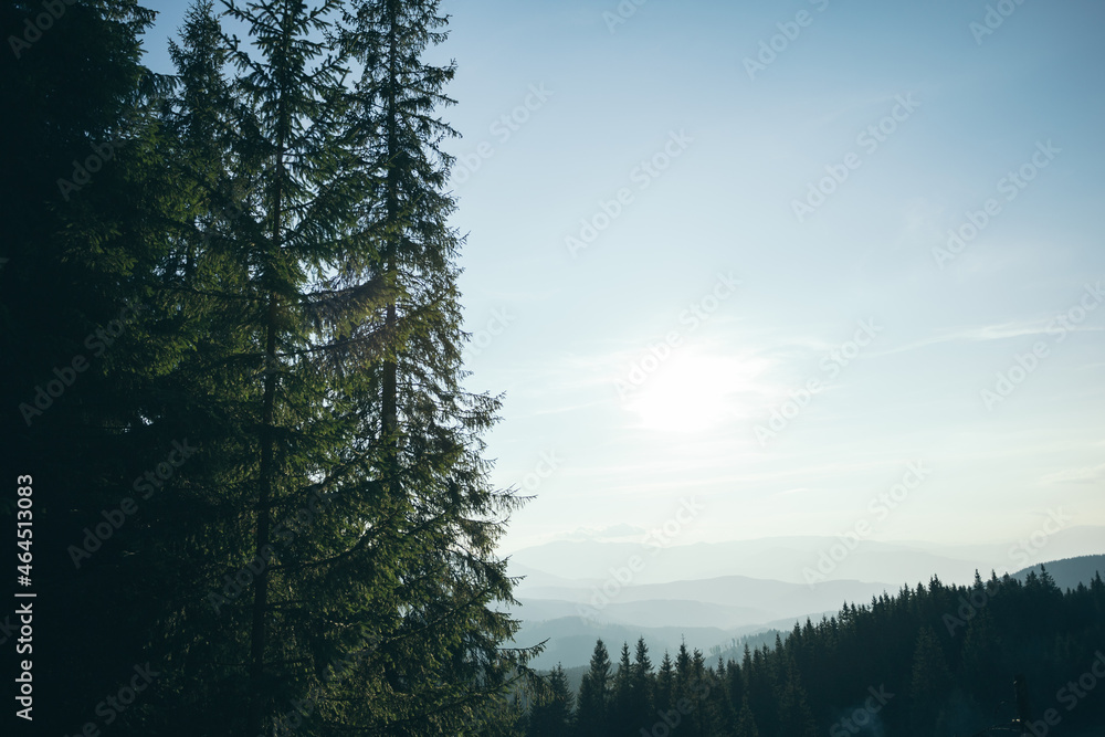 sky in the mountains between tall trees sky in the mountains between tall trees