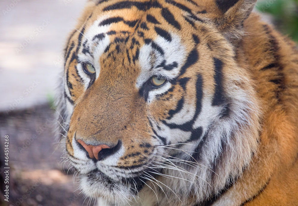 Tiger Tiger