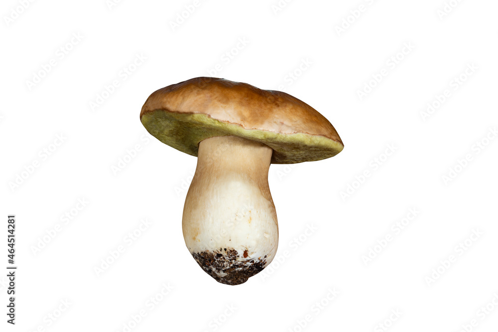 Cep or Porcino mushroom Boletus edulis fruit body , Cep or Porcino mushroom Boletus edulis fruit body ,