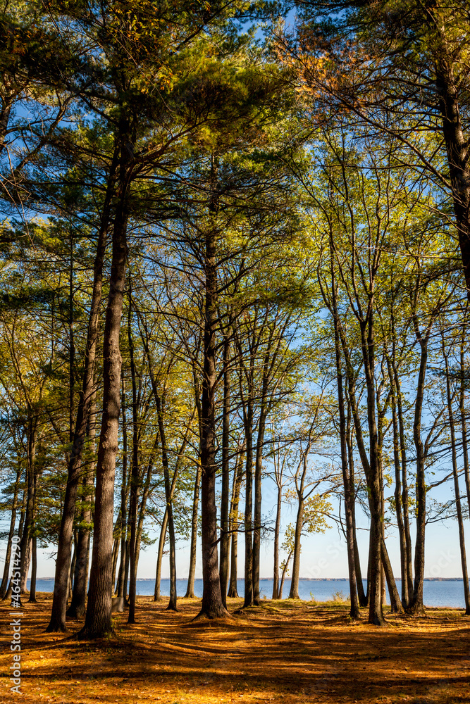 Fototapeta premium Spectacular, colorful autumn landscape in Oka National Park, Quebec, Canada