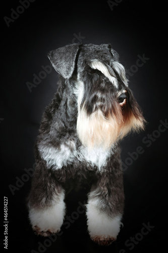 portrait of a dog in black background 