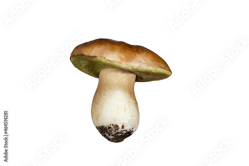 Cep or Porcino mushroom Boletus edulis fruit body ,