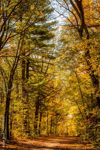 Spectacular, colorful autumn landscape in Oka National Park, Quebec, Canada © Julie