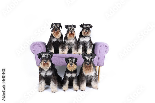 group of miniature schnauzer on sofa in white background 