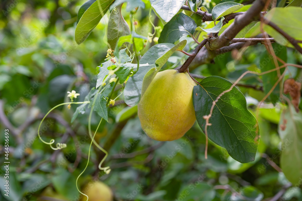 Close up of a ripe fruity quince on a tree against a blurred green background 