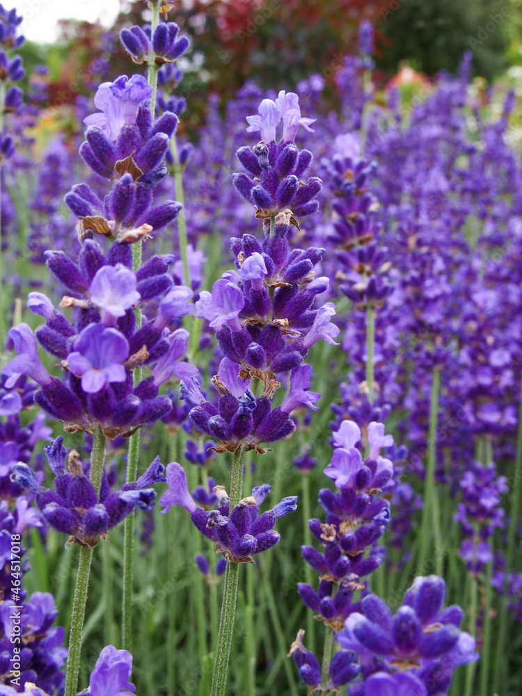 Lavender Lavender