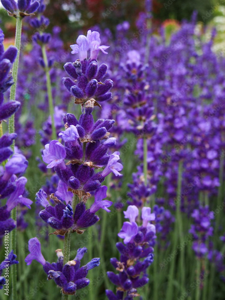 Obraz premium Lavender