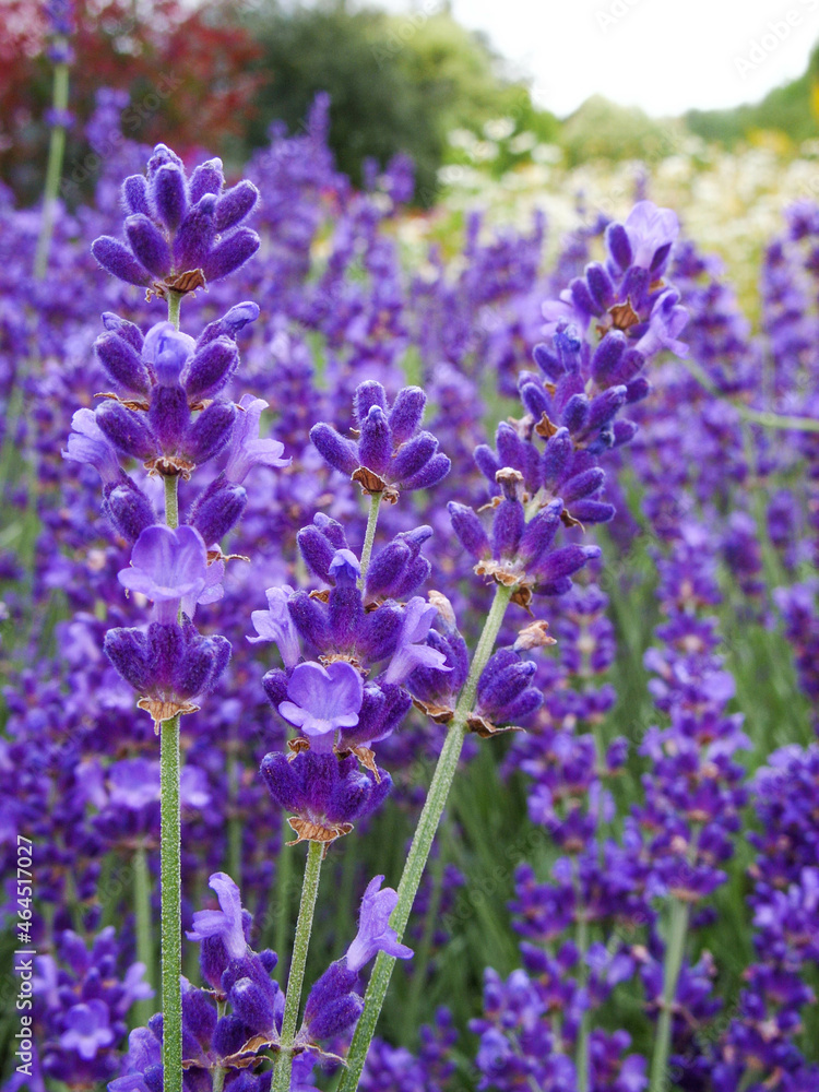 Naklejka premium Lavender