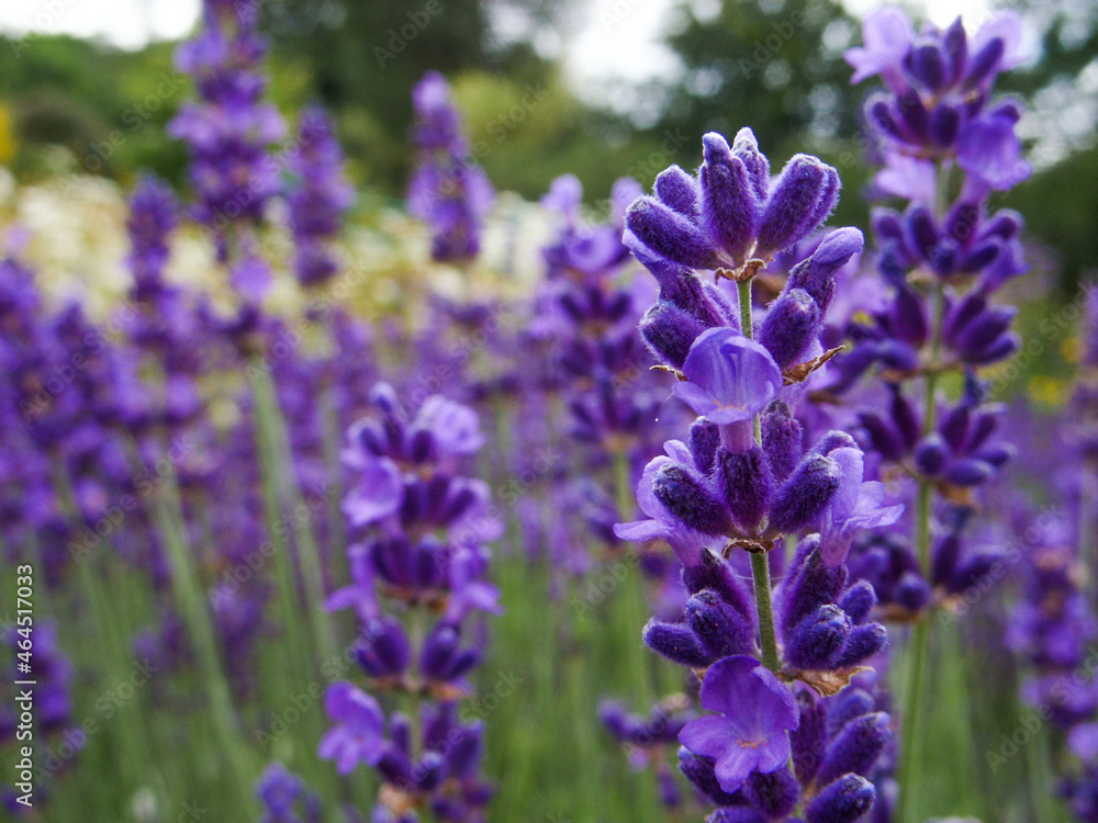 Obraz premium Lavender