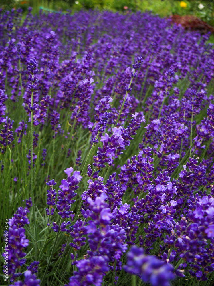 Lavender Lavender