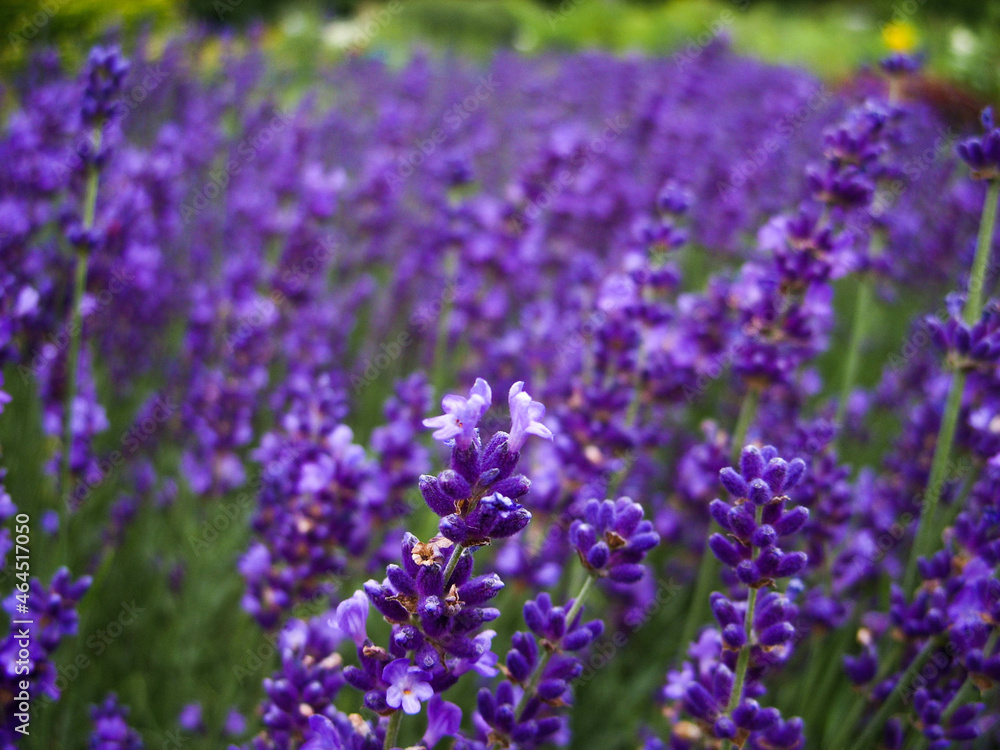 Fototapeta premium Lavender