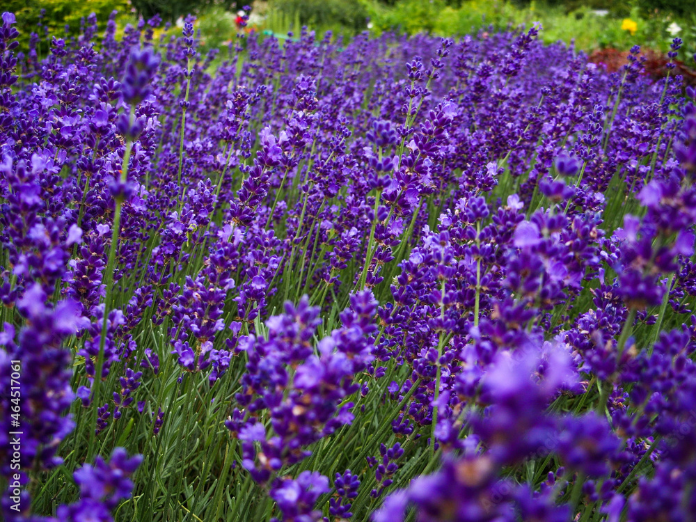 Obraz premium Lavender
