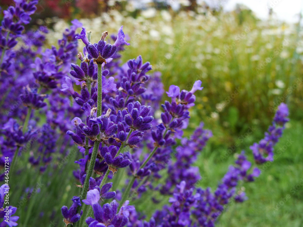 Lavender Lavender
