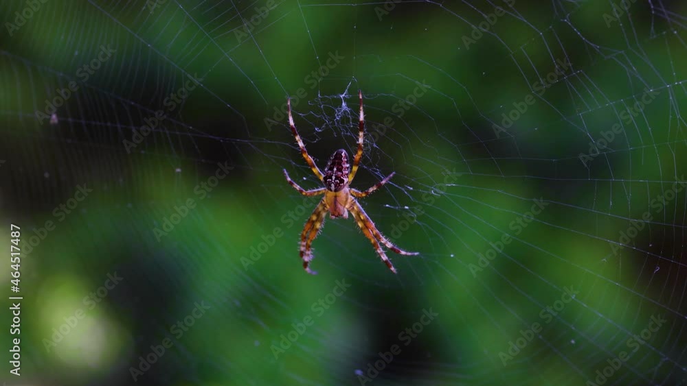 European garden spider on orb web over green European garden spider on orb web over green