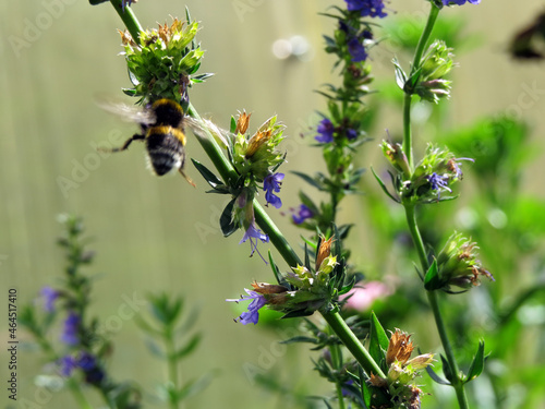 The bee collects nectar from the flowers of Hyssop officinalis
