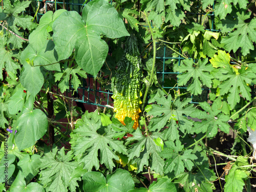 Momordica vines with ripening green-yellow fruits.