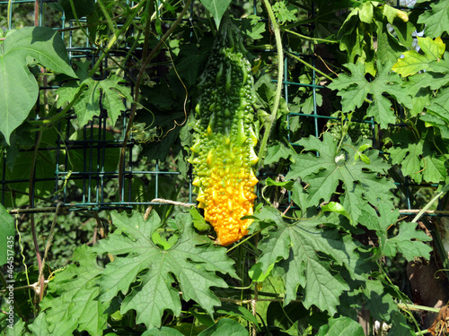 Momordica vines with ripening green-yellow fruits.