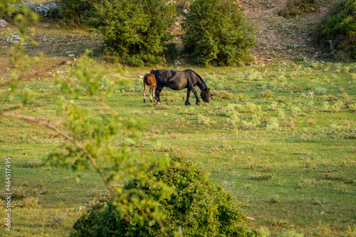 horse in the field