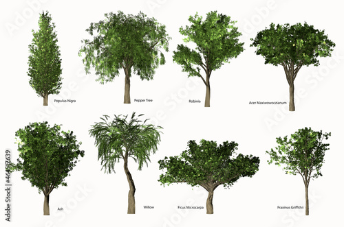 Eight temperate trees with names on white background