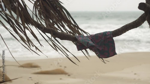 Colorful swim shorts with Hawaiian print hang on curved palm tree growing on wild coast of Vietnamese sea and tremble from strong wind