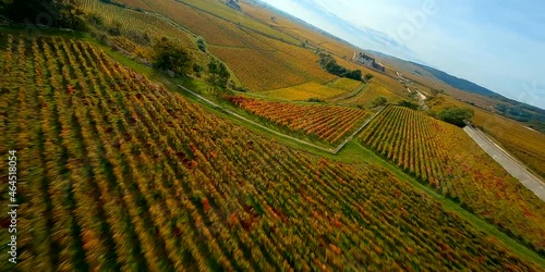 Vignoble bourguignon en automne