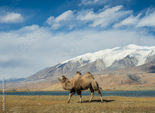 A camel with the Muztagh Ata peak in background.