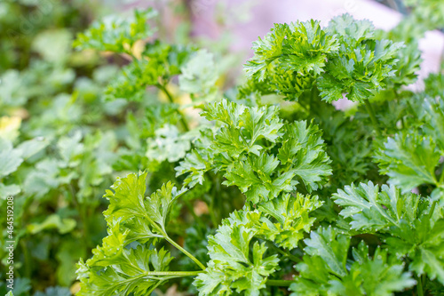 Plant de persil frisé au jardin