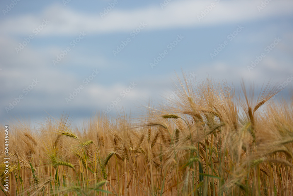 Fototapeta premium Golden barley field with blurry sky in the background. Rural nature scenery of ripening ears of barley.