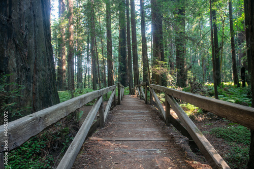 Fotografija A Beautiful Wooden Bridge through a Redwood Forest on the Avenue of the Giants i