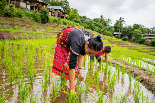 Pakhayo family Working on the rice terraces. Farmers grow rice in the rainy season. Family farmers farming on rice terraces. photo