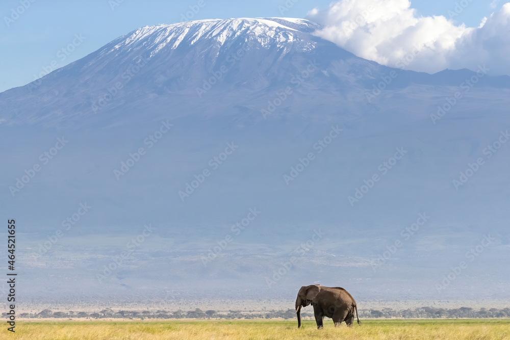 African elephant walks across the grassland of Amboseli National park, Kenya. A snow covered Mount Kilimajaro can be seen in the background. African elephant walks across the grassland of Amboseli National park, Kenya. A snow covered Mount Kilimajaro can be seen in the background.