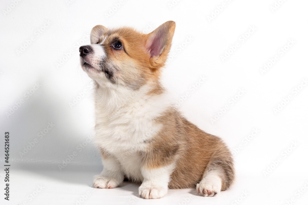 Pembroke Welsh Corgi puppy sitting in front. isolated on white background