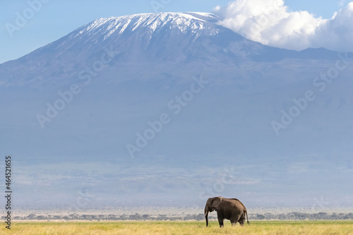 African elephant walks across the grassland of Amboseli National park, Kenya. A snow covered Mount Kilimajaro can be seen in the background.