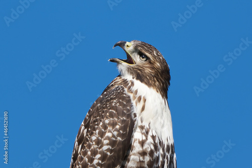 Red-Tailed Hawk on a clear sunny morning